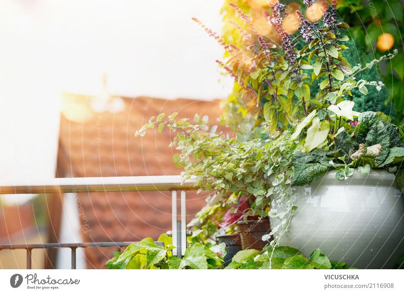 Potted flowers on balcony or terrace Lifestyle Design Vacation & Travel Summer Living or residing Flat (apartment) Garden Nature Sunrise Sunset Sunlight