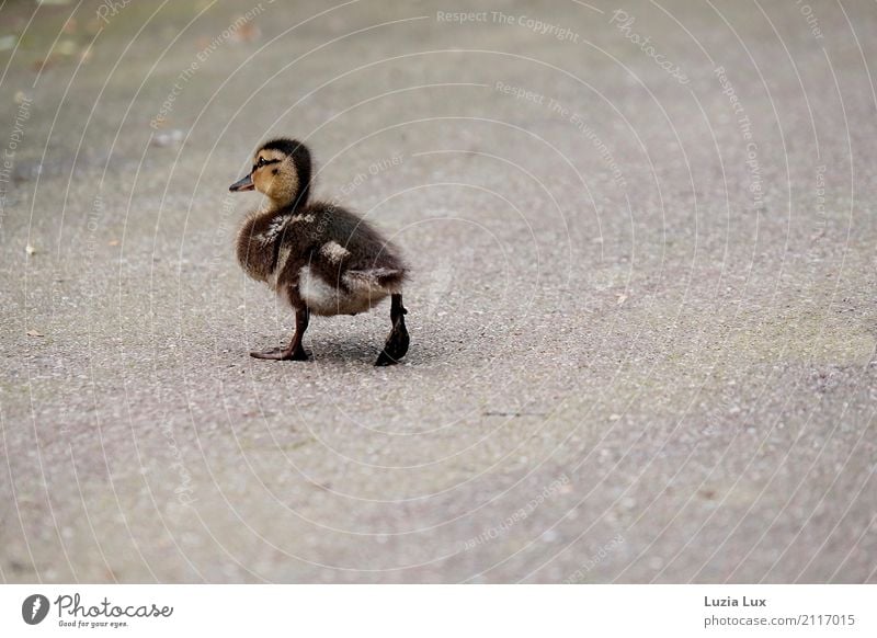 Duckling, on the way Animal Bird 1 Baby animal Movement Running Beautiful Small Cute Brown Gray Resolve ducklings Subdued colour Exterior shot Deserted