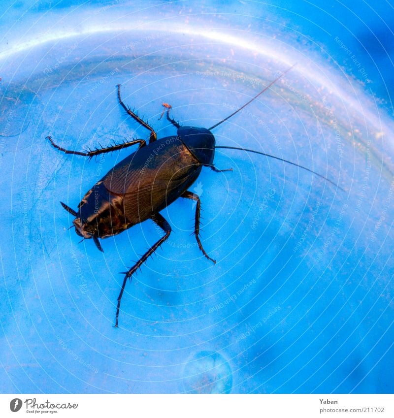 https://www.photocase.com/photos/211702-la-cucaracha-animal-beetle-oriental-cockroach-crawl-photocase-stock-photo-large.jpeg
