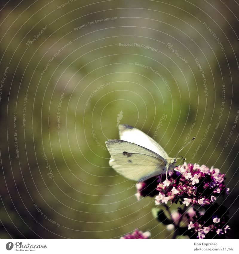 Pieris brassicae in the garden Summer Nature Plant Animal Spring Flower Blossom Park Meadow Butterfly Wing Blossoming Fragrance To feed To enjoy Sit