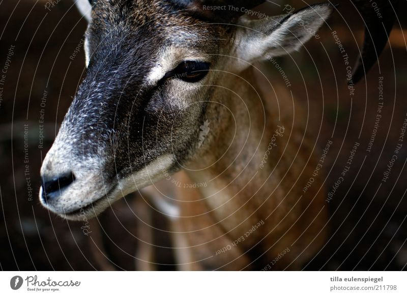 petting zoo Animal Wild animal Animal face Zoo 1 Observe Natural Brown Attentive Nature Buck Calm Colour photo Animal portrait Deserted He-goat Billy goat Pelt