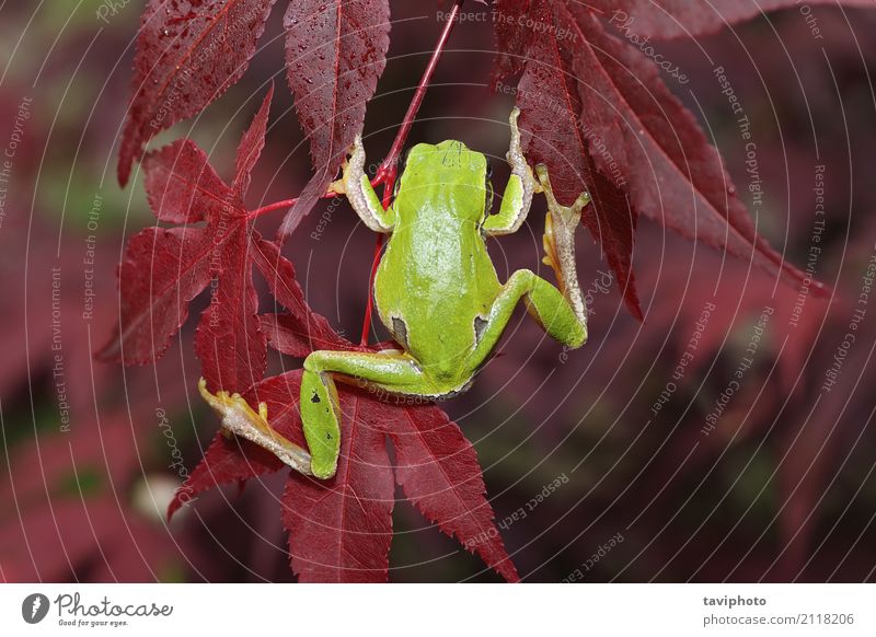 green tree frog climbing on leaves Beautiful Climbing Mountaineering Environment Nature Animal Tree Bushes Leaf Forest Jump Small Natural Cute Wild Green