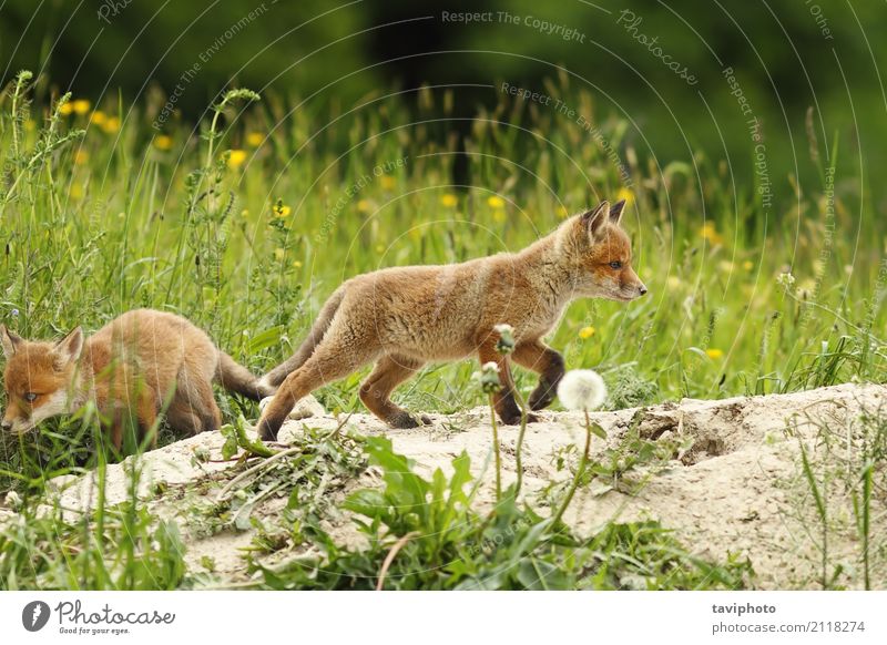 wild red fox puppy Beautiful Playing Baby Youth (Young adults) Nature Landscape Animal Grass Fur coat Dog Baby animal Small Natural Cute Wild Green Red Puppy