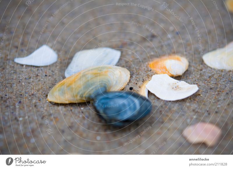 A cloudy day Vacation & Travel Trip Summer vacation Beach Environment Nature Sand Coast Mussel Mussel shell Broken Collection Search Dreary Cold Colour photo