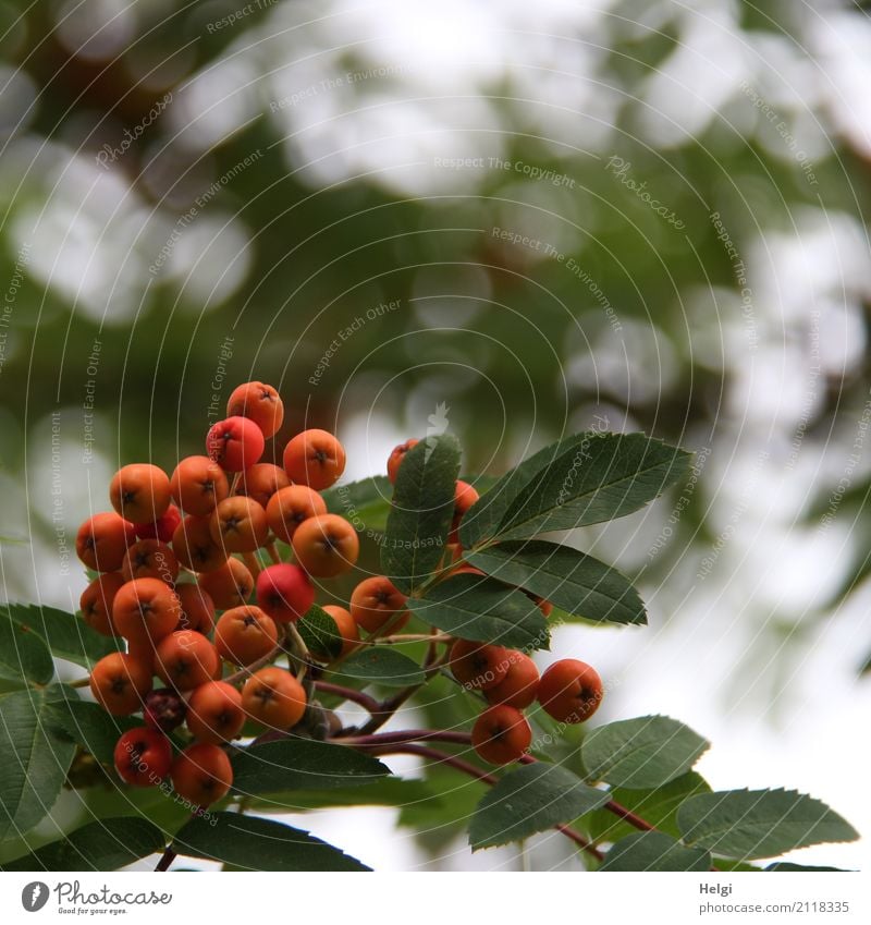 bird food Environment Nature Plant Summer Tree Leaf Wild plant Rowan tree Berries Forest Growth Small Natural Round Gray Green Orange White Rawanberry