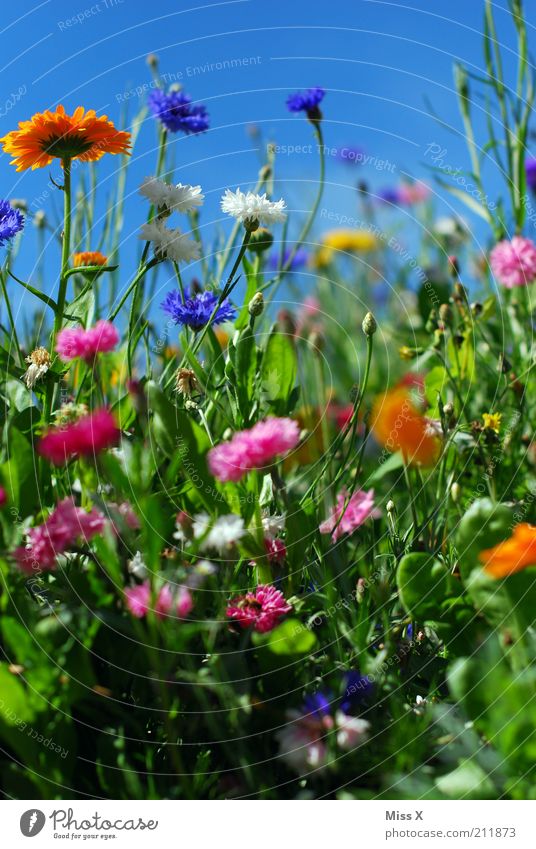 summer meadow Garden Nature Plant Spring Summer Beautiful weather Flower Grass Blossom Meadow Blossoming Fragrance Growth Happiness Multicoloured Moody