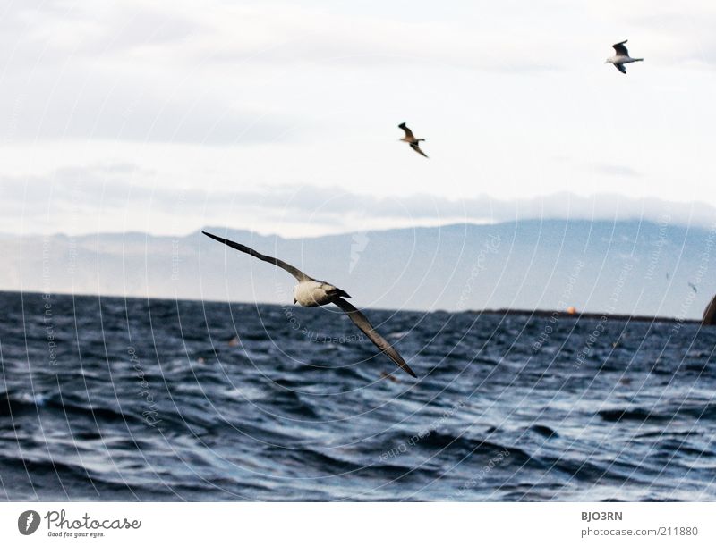 Vestmannaeyjar | Iceland Ocean Island Waves Environment Nature Landscape Animal Water Sky Clouds Wind Coast Wild animal Bird Wing Seagull Gull birds 3