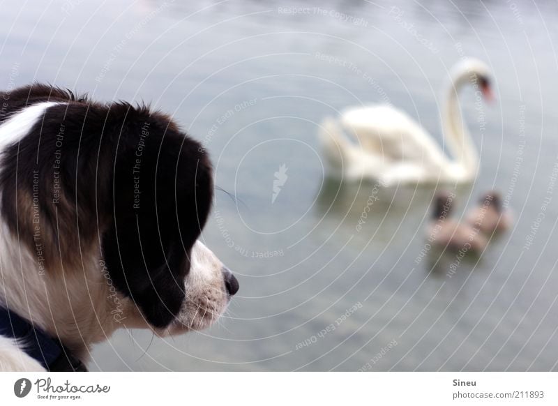Schröder with swan Vacation & Travel Freedom Animal Coast Lakeside Dog Swan 4 Animal family Observe Wait Brash Friendliness Cute Wild Acceptance Safety