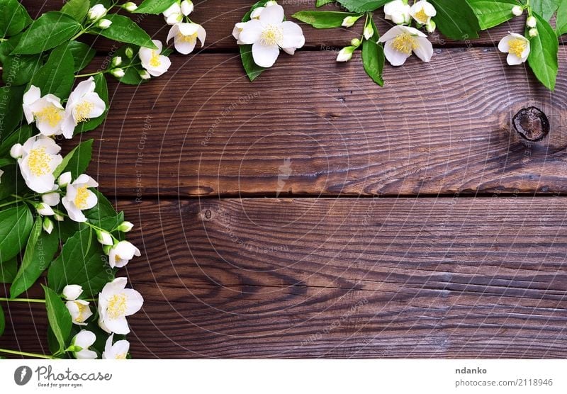 Branches of jasmine with white flowers Summer Feasts & Celebrations Flower Leaf Blossom Bouquet Wood Blossoming Fresh Bright Natural Brown Yellow Green White