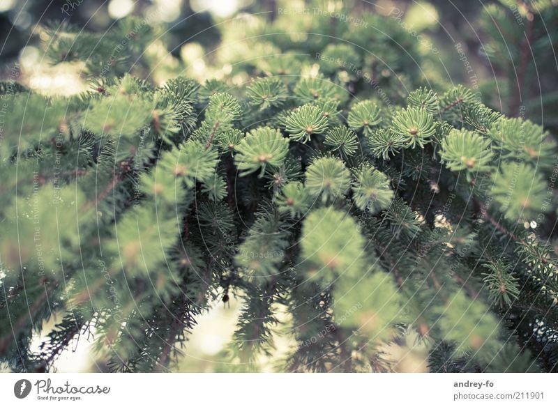 perspective Environment Nature Tree Fir tree Fir branch Wood Brown Green Fir needle Forestry Perspective Branch Suspended fir green Forstwald Summer