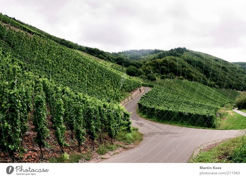Wine roads Culture Landscape Summer Autumn Plant Hill Mountain Vineyard Agriculture Wine growing Junction Mosel (wine-growing area) Cycle path Colour photo