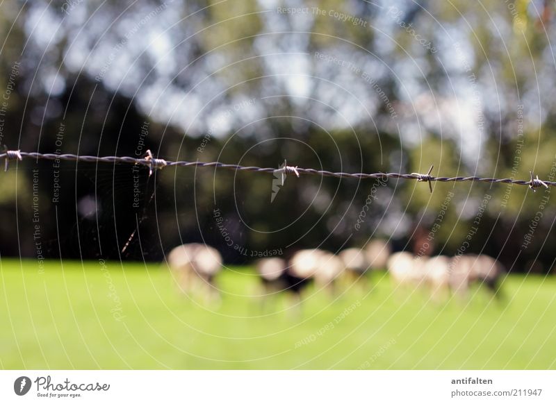 Life behind barbed wire Nature Landscape Animal Summer Beautiful weather Grass Meadow Field Village green Farm animal Cow Group of animals Herd Barbed wire