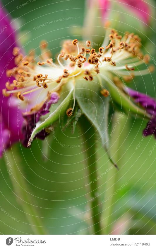 Rose green - III Environment Nature Plant Flower Garden Green Pink Rose leaves Rose plants Rose garden Stamen Transience Faded Colour photo Exterior shot