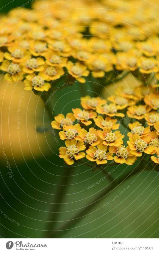 Yarrow *** Environment Nature Plant Flower Yellow Green Medicinal plant Herbs and spices Blossom Apiaceae Common Yarrow Blossoming Colour photo Exterior shot
