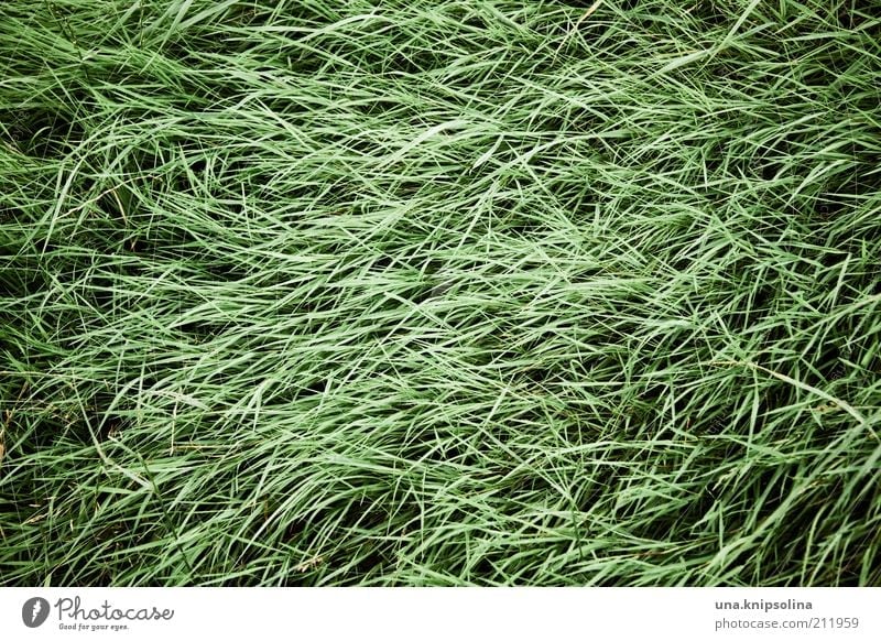 scruffy Nature Plant Grass Green Grass meadow Tuft of grass Blow Line Muddled Day Colour photo Subdued colour Exterior shot Abstract Pattern