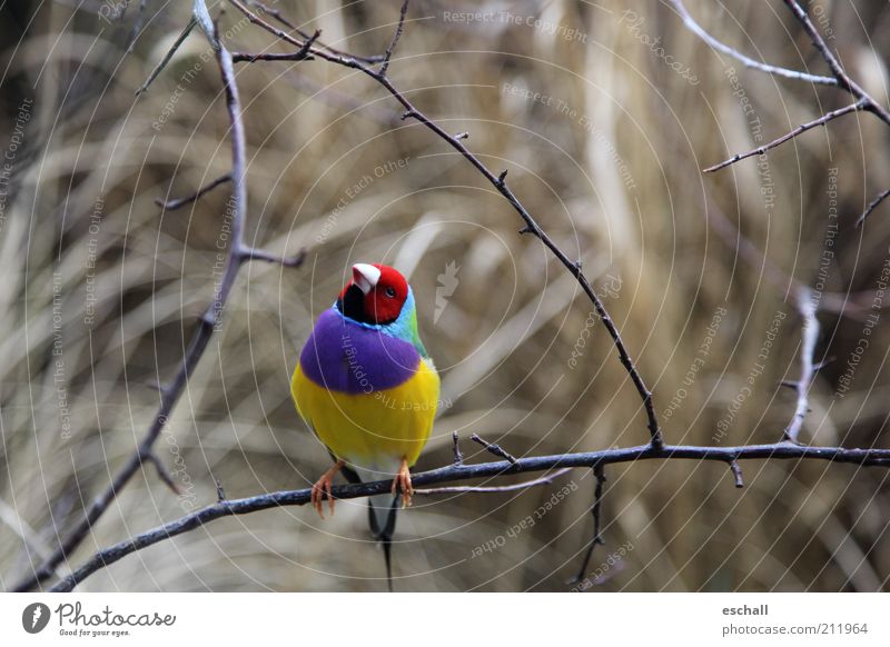 Quite a colourful drive Nature Animal Australia Pet Wild animal Bird Magnificent Finch Gould's Finch 1 Looking Sit Esthetic Exceptional Exotic Fresh Beautiful