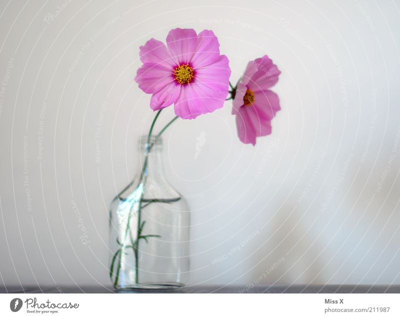Flowers for the treasure Blossom Blossoming Fragrance Positive Pink Moody Pure Cosmos Vase Colour photo Multicoloured Interior shot Deserted Copy Space left