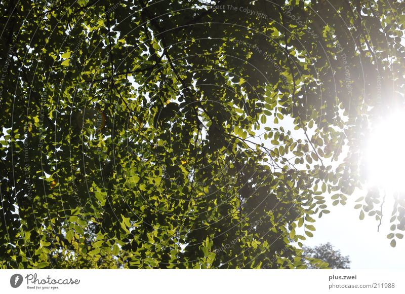 summer day Nature Plant Sky Sunlight Summer Beautiful weather Tree Leaf Happy Contentment Spring fever Calm Joy Environment Colour photo Exterior shot