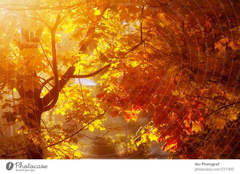 The fall Nature Plant Autumn Tree Chestnut tree Ease Seasons Warmth Colour photo Exterior shot Twilight Sunlight Sunbeam Autumnal Autumnal colours Automn wood