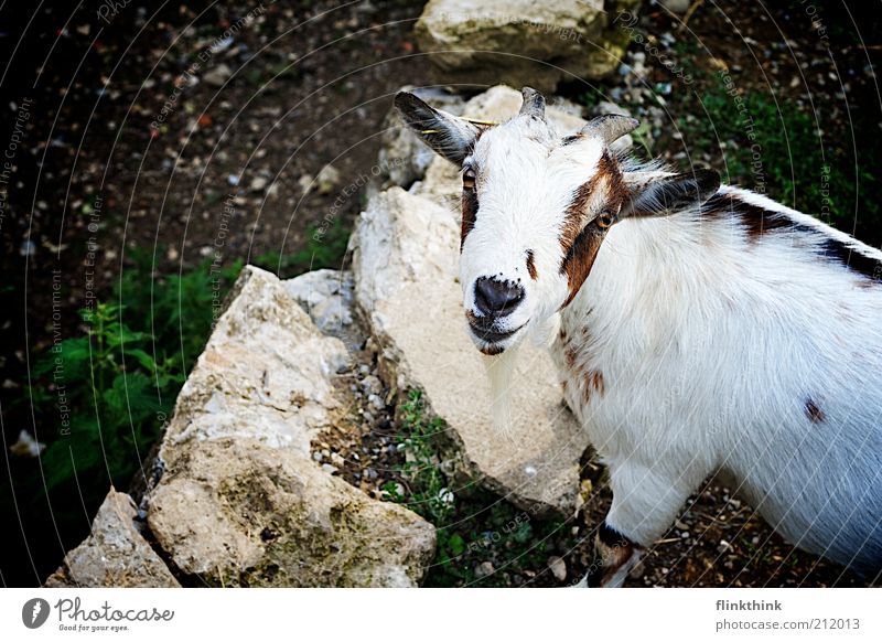 billy goat Environment Nature Earth Beautiful weather Animal Farm animal Wild animal Petting zoo Billy goat 1 Happiness Curiosity Brown White Colour photo