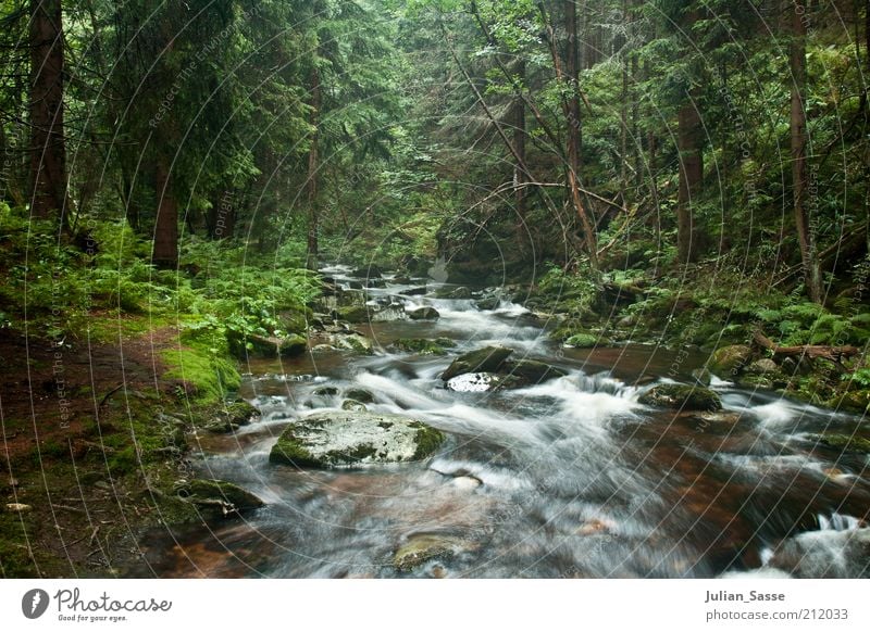 Course of the stream 2 Environment Nature Landscape Plant Elements Earth Water Forest Virgin forest Brook River Wet Long exposure Green Exterior shot Woodground