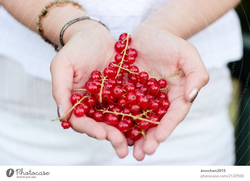 berry love Berries Redcurrant Hand To hold on White Stalk Summer Joy Healthy Eating Dish Food photograph Harvest Pick amass Process Fruit Nature Plant
