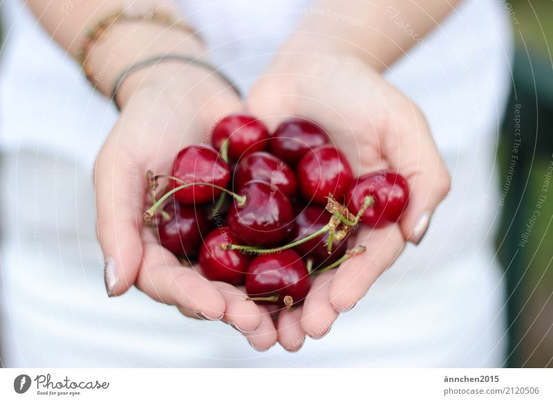 cherry love Nature Woman To hold on guard sb./sth. Healthy Eating Dish Food photograph Fruit Hand Fingers White Red Delicious Harvest Pick Stalk Green
