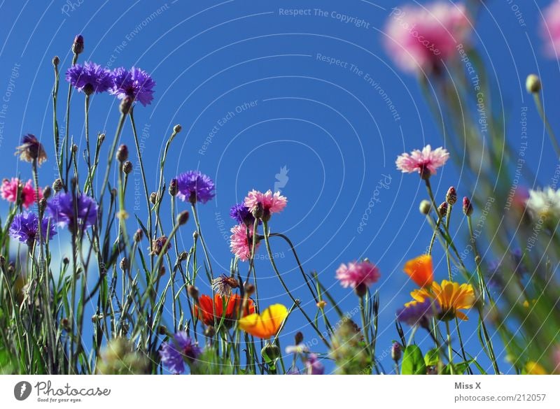 Summer meadow II Calm Summer vacation Nature Plant Cloudless sky Climate Beautiful weather Flower Grass Blossom Meadow Blossoming Fragrance Growth Positive