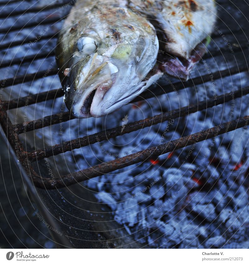 grill fish Fish sea fish Dinner Slow food grilled Barbecue (apparatus) Grill Barbecue (event) Charcoal (cooking) BBQ season Lie Hot Glow Incandescent Rust