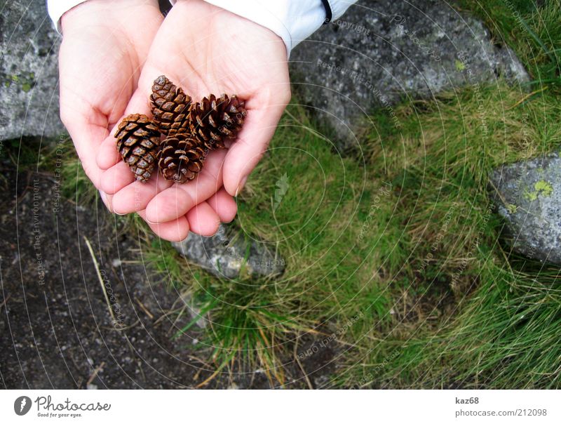 four all Skin Hand Environment Nature Plant Grass Moss Rock Stone Observe Fragrance Joy Diligent Search Find Collection Cone Tree 4 Fingers Presentation Seed