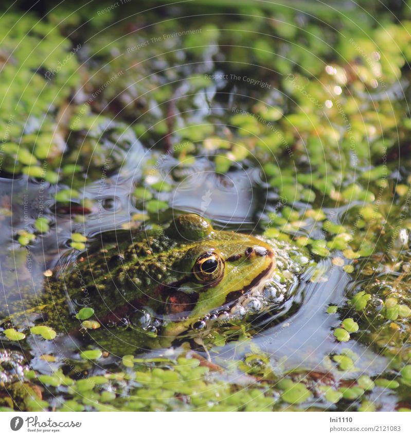 frog Environment Nature Plant Animal Water Spring Beautiful weather Wild plant Water lentil Garden Park Pond Wild animal Frog 1 Blue Brown Multicoloured Yellow