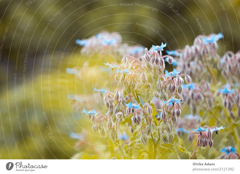 Borage (Borago officinalis) Elegant Design Arrange Decoration Wallpaper Image Card Nature Plant Sunlight Summer Leaf Blossom Agricultural crop Wild plant