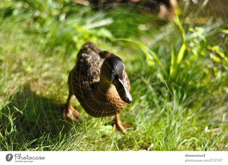 Duck (busy) Nature Summer Grass 1 Animal Running Walking Speed Single-minded Colour photo Exterior shot Copy Space top Sunlight Shallow depth of field