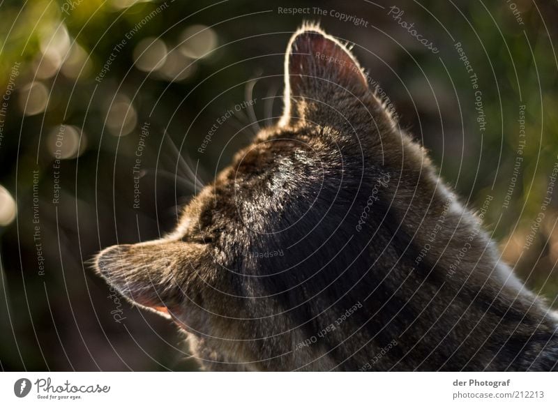 # And the ears are prickin' up # Animal Pet Cat Pelt 1 Listening Hunting Wait Curiosity Concentrate Colour photo Exterior shot Twilight Animal portrait