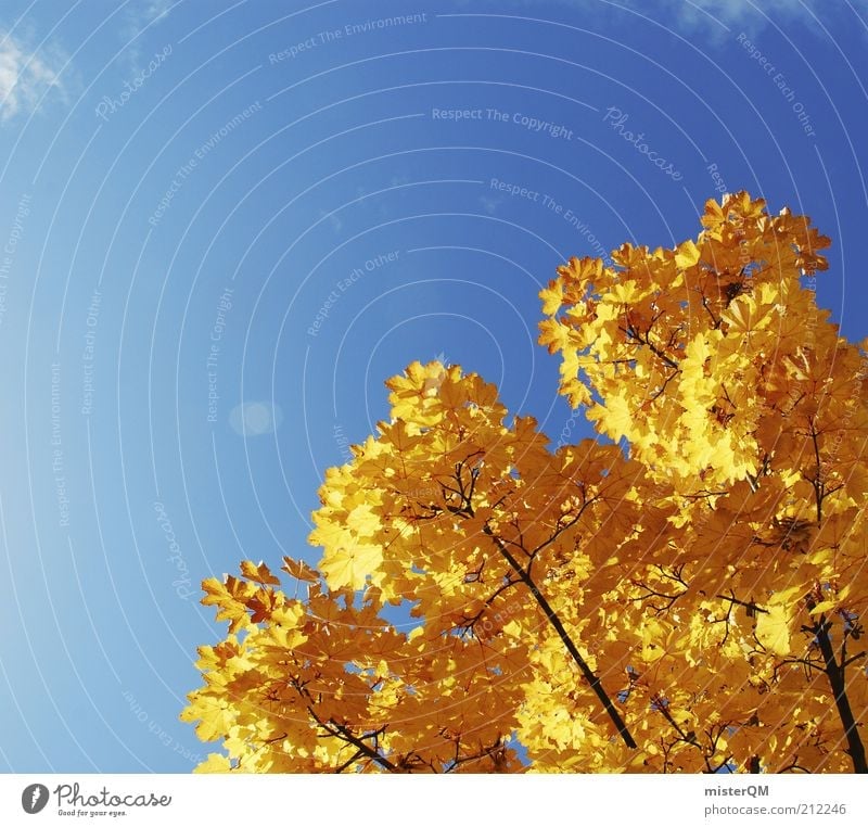 Colour contrast. Environment Nature Landscape Plant Transience Autumn Autumn leaves Autumnal Autumnal colours Automn wood Early fall Autumnal weather