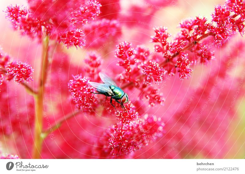 Glossy Nature Plant Animal Summer Beautiful weather Flower Blossom Garden Park Meadow Wild animal Fly Animal face Wing Eyes 1 Blossoming Fragrance Flying