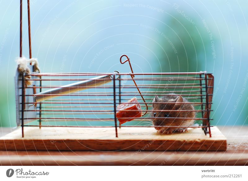 caught mouse in live trap - a Royalty Free Stock Photo from Photocase