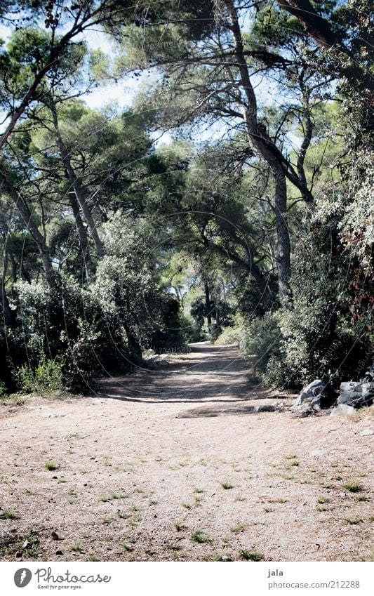 under the pines Summer Nature Plant Tree Forest Croatia Lanes & trails Colour photo Exterior shot Deserted Day Shadow Stone pine Warmth Dry Promenade Footpath