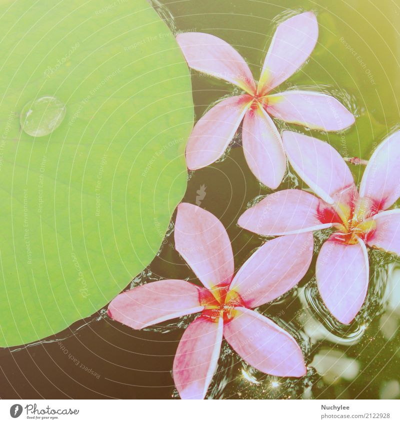 Pink frangipani flowers on water Lifestyle Exotic Relaxation Spa Summer Environment Nature Plant Drops of water Flower Leaf Blossom Fresh Retro Green Frangipani