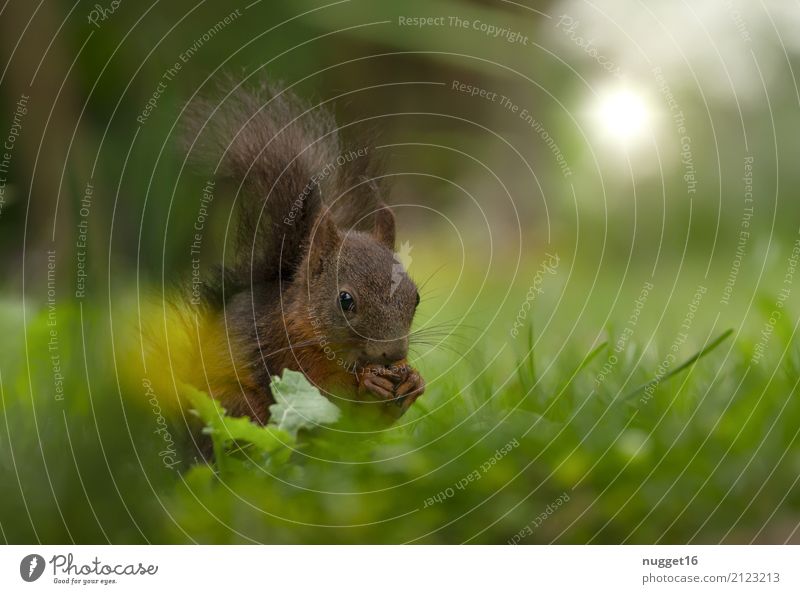 squirrels Environment Nature Animal Spring Summer Autumn Beautiful weather Grass Garden Park Meadow Forest Wild animal Animal face Pelt Claw Paw Squirrel 1