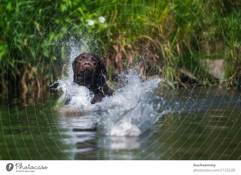 water features Playing Water Drops of water Beautiful weather Animal Pet Dog 1 Jump Wet Brown Green port Labrador retriever Action Flying Colour photo