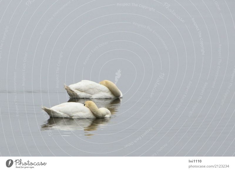 swans Environment Nature Animal Air Water Spring Weather Fog Lakeside Baltic Sea Wild animal Swan Wing 2 Agreed Together Love Loyalty Fatigue Siesta Calm
