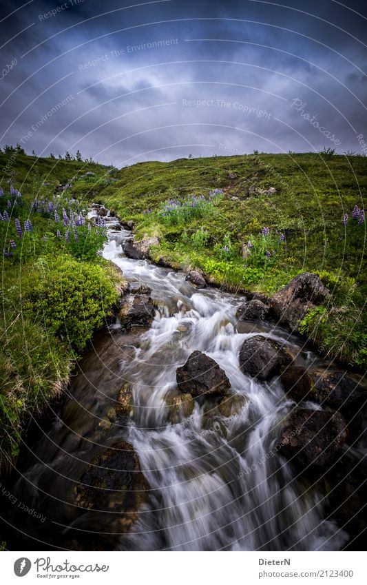 mountain stream Environment Nature Landscape Plant Water Sky Clouds Summer Grass Meadow Mountain Brook Blue Brown Green White Iceland Lupine field Colour photo