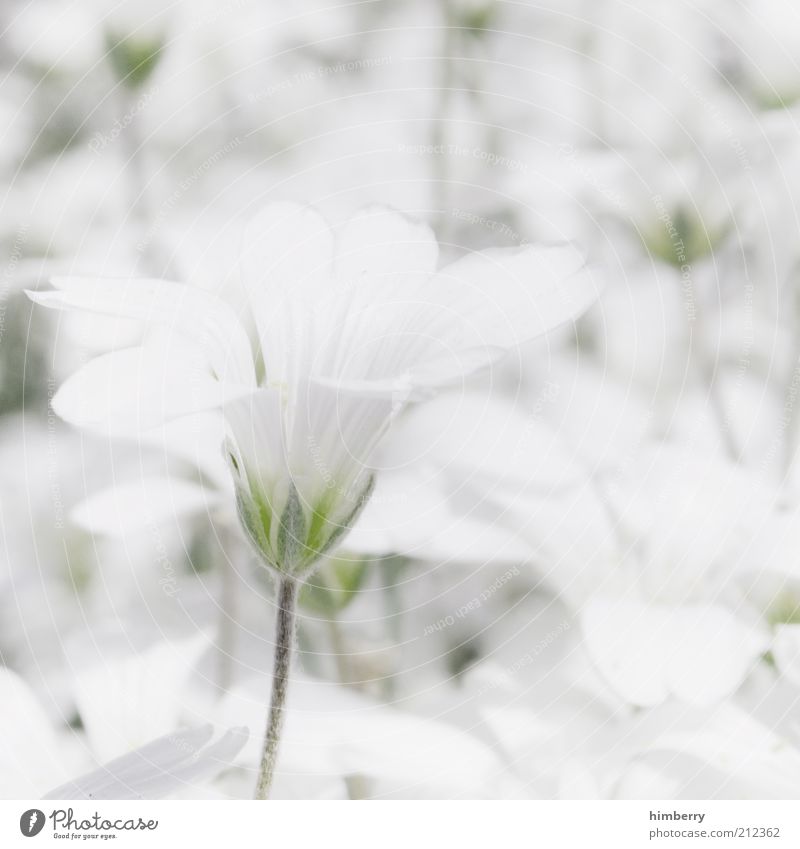 whitelife Harmonious Well-being Contentment Senses Relaxation Calm Fragrance Cure Spa Environment Nature Plant Spring Summer Flower Esthetic Life