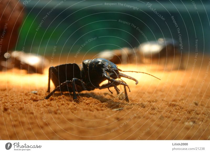 Big Beetle Cologne Zoo Stag beetle Antlers Sand terrarirum Macro (Extreme close-up)