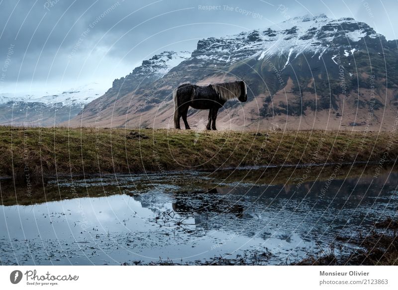 Iceland pony Weather Bad weather Storm Mountain Animal Horse Emotions Moody Iceland Pony Snow Colour photo Subdued colour Exterior shot Deserted Day Reflection