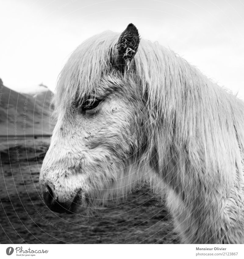 Icelandic pony Animal Horse 1 Love of animals Bangs Iceland Pony Black & white photo Exterior shot Deserted