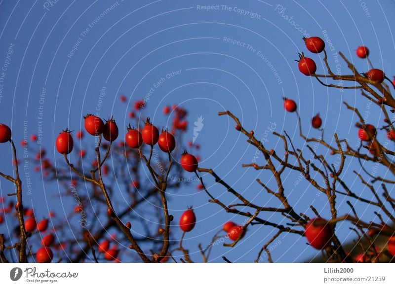 natural contrast Tree Red Maastricht Netherlands Berries Blue Sky Twig Macro (Extreme close-up)