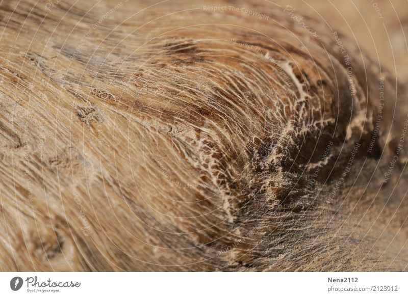 wood Environment Nature Tree Garden Park Forest Wood Brown structure Tree trunk Macro (Extreme close-up) Line Contrast Colour photo Exterior shot Close-up