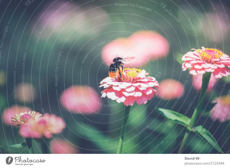 Bumble Bee Departure Environment Nature Landscape Plant Animal Sun Spring Summer Climate Climate change Weather Beautiful weather Warmth Flower Leaf Blossom